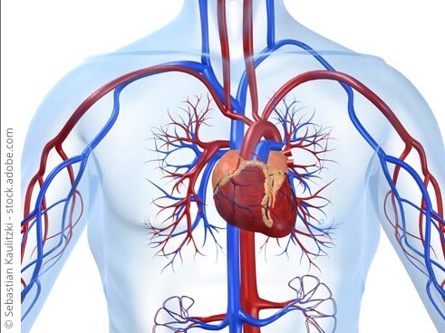 schmatische Darstellung der Adern im Körper